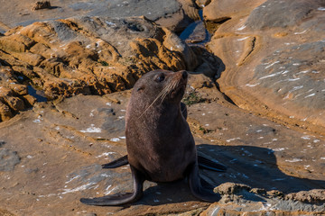 Sea Lions, Seal Colony, Coastline, South Island, New Zealand.