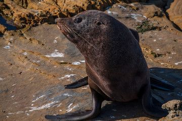 Sea Lions, Seal Colony, Coastline, South Island, New Zealand.