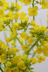 field mustard (Nanohana)
