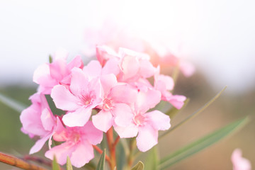 Beautiful nature of Oleander pink flower aura of love.