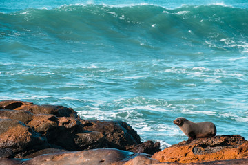 Sea Lions, Seal Colony, Coastline, South Island, New Zealand.