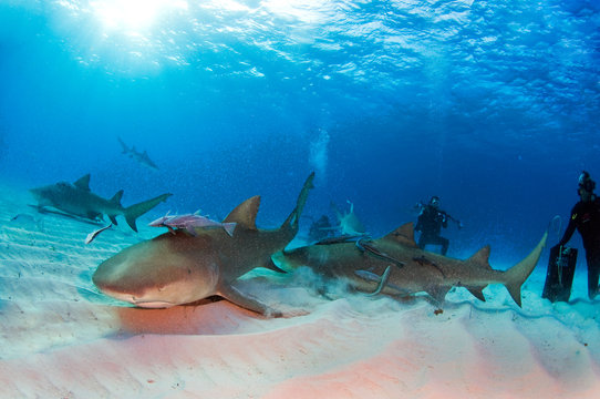 Lemon Shark Feeding Frenzy