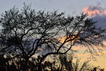 Obraz premium Silhouettes of spindly trees and underbrush against the backdrop of a setting sun. 