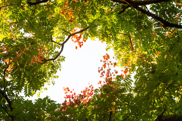Top view with tree branch and blue sky