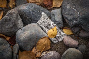 Rocks, Leaves and Driftwood Still Life