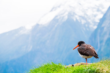 New Zealand 