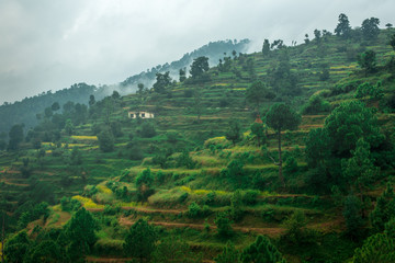Stepping Fields in Bach Kande, Lamgarha, Almora, Uttarakhand 