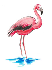 Pink flamingo bird standing in water