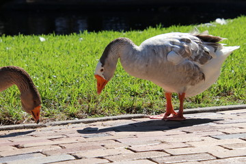 Fototapeta premium Goose in park.