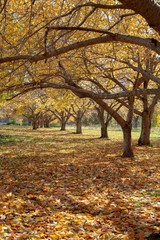 Fototapeta na wymiar Autumn Leaves Forest in the season of Fall