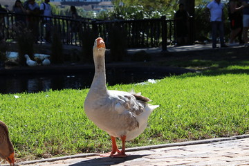 Goose in park.