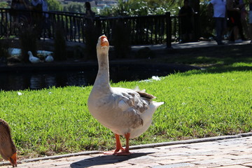 Goose in park.