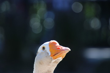 Goose in park.