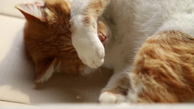 Cute cat rest