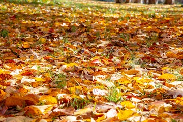 Autumn Leaves Forest in the season of Fall