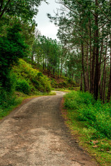 Fototapeta na wymiar Road in Pine Tree Forest in Bach Kande, Lamgarha, Almora, Uttarakhand 