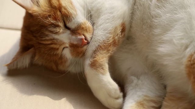 Cute cat rest