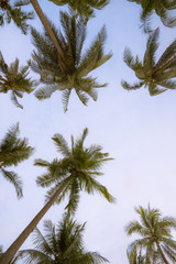 Coconut palms and the blue sky