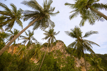 Obraz na płótnie Canvas Karst rock formation and palm trees