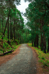 Road in Pine Tree Forest in Bach Kande, Lamgarha, Almora, Uttarakhand 