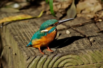 Kingfisher in the waterside
