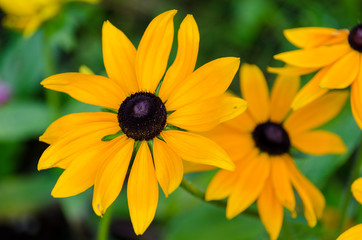 Closeup of yellow Black Eyed Susan in full bloom in VanDusen Botanical Gardens in Vancouver, BC, Canada