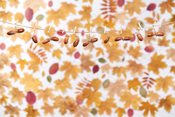 clothes pegs hold dried acorns on the rope,abstract blurred autumn background