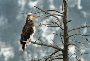 Rare White bellied bald eagle