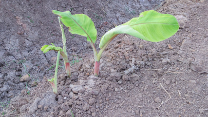 close up of little banana tree in farm at thailand
