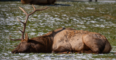 Resting Bull Elk