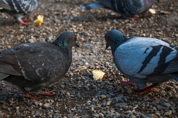 Two pigeons and one piece of bread in the foreground