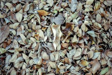 abstract background texture autumn fallen leaves on brown forest soil