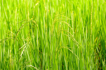 Green ear of rice in paddy rice field