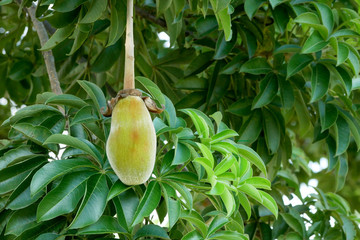 African baobab fruit or Monkey bread