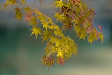 紅葉