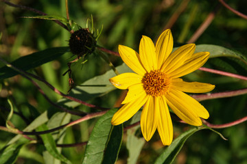Jacobaea vulgaris 01