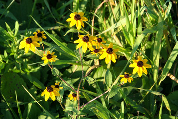 Rudbeckia hirta 02