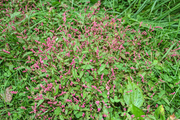 Persicaria Maculosa