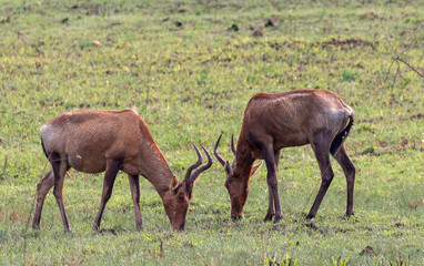 The red hartebeest (Alcelaphus buselaphus caama or A. caama)
