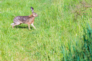 Obraz na płótnie Canvas a hare runs across a meadow