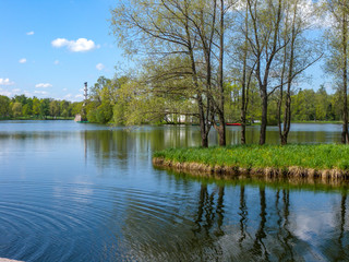 Fototapeta na wymiar Spring on the Bank of a pond