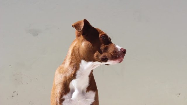 Beautiful Dog in Different angles