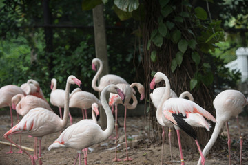 Fototapeta na wymiar Flamingo