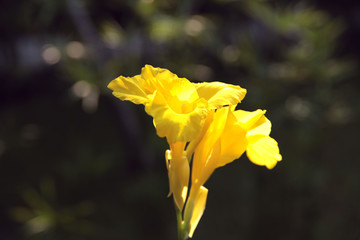 Yellow canna flower on bokeh background. Nature's concept. Cropped shot, close-up, vertical, bokeh