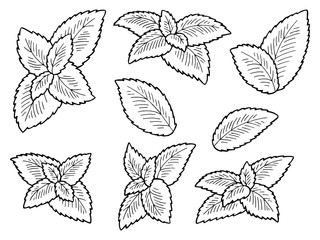 Mint plant graphic black white isolated sketch illustration vector
