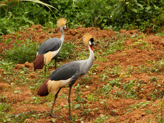 Grey Crowned Crane in Uganda