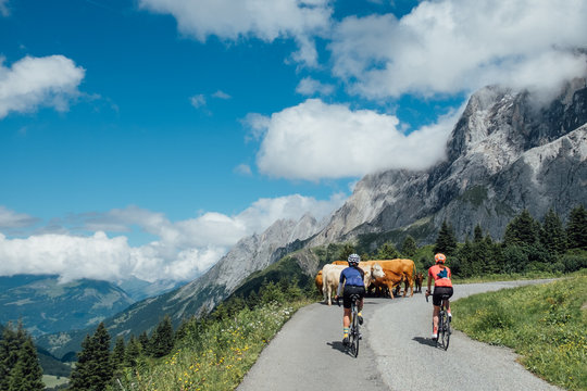 Cycling in the mountains with cows on the road