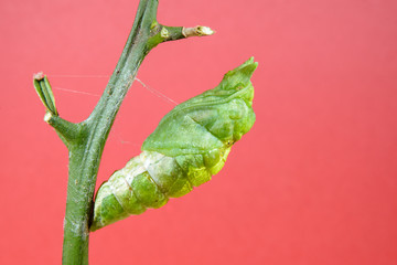 Fototapeta premium クロアゲハ蛹(合成向け素材)