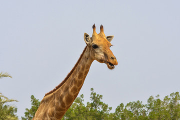 Giraffe