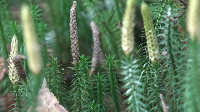 Mosses are small flowerless plants that typically grow in dense green clumps or mats, often in damp or shady locations. Fantastic view individual in vascular plants